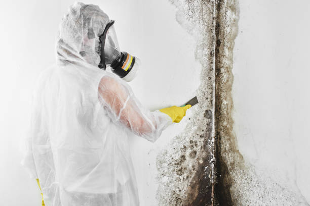 Best Toxic Mold Removal  in Coram, NY