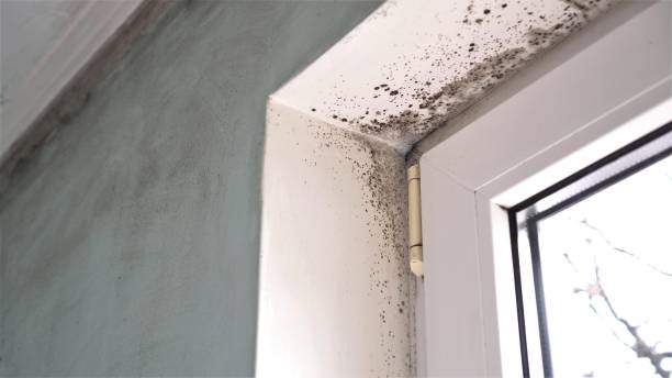 Best Attic Mold Removal  in Coram, NY