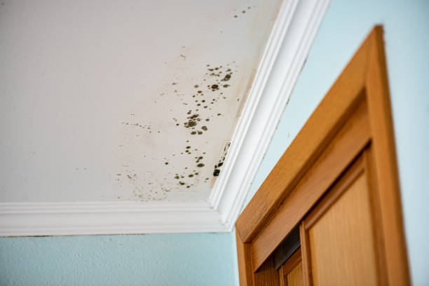 Best Mold Remediation  in Coram, NY