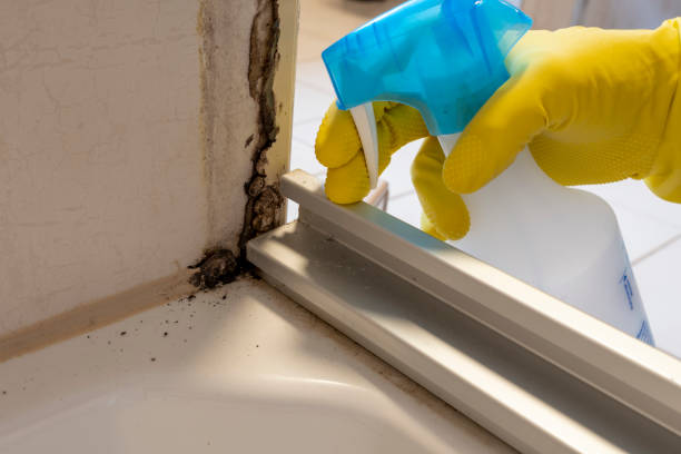 Mold Testing and Removal