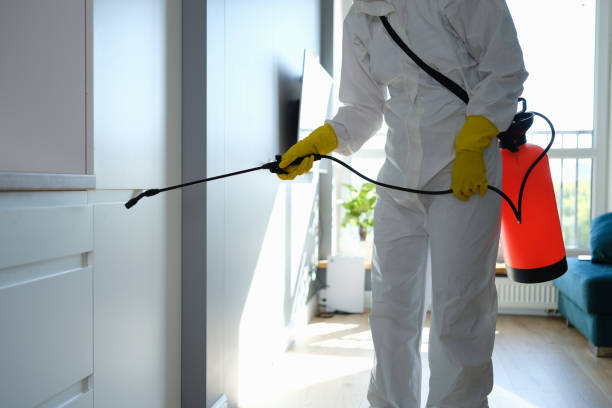 Best Mold Cleaning Services  in Coram, NY