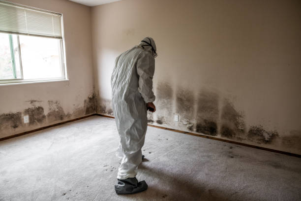 Best Professional Mold Removal  in Coram, NY