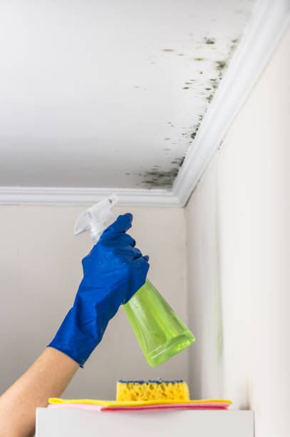 Coram, NY Mold Removal Company